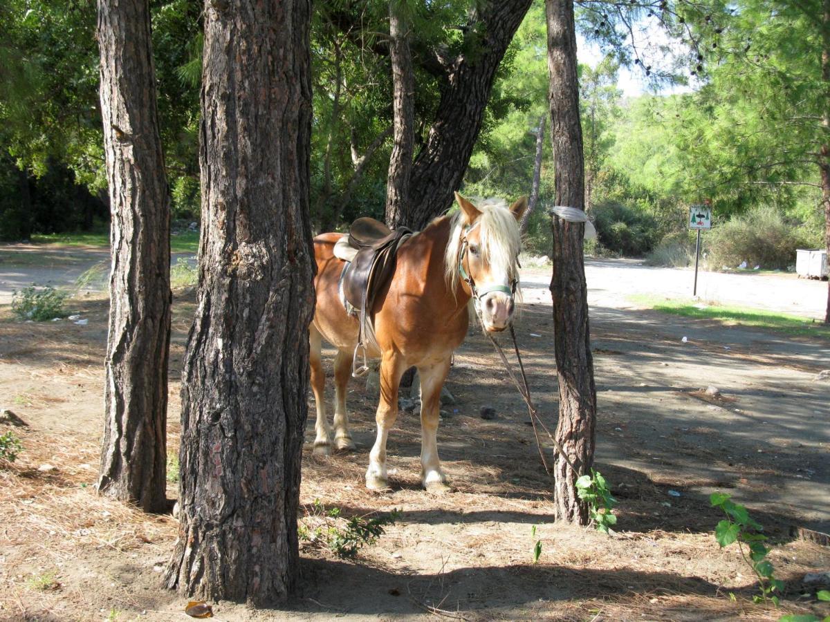 Oranj Ranch Hotel Kemer Exterior photo